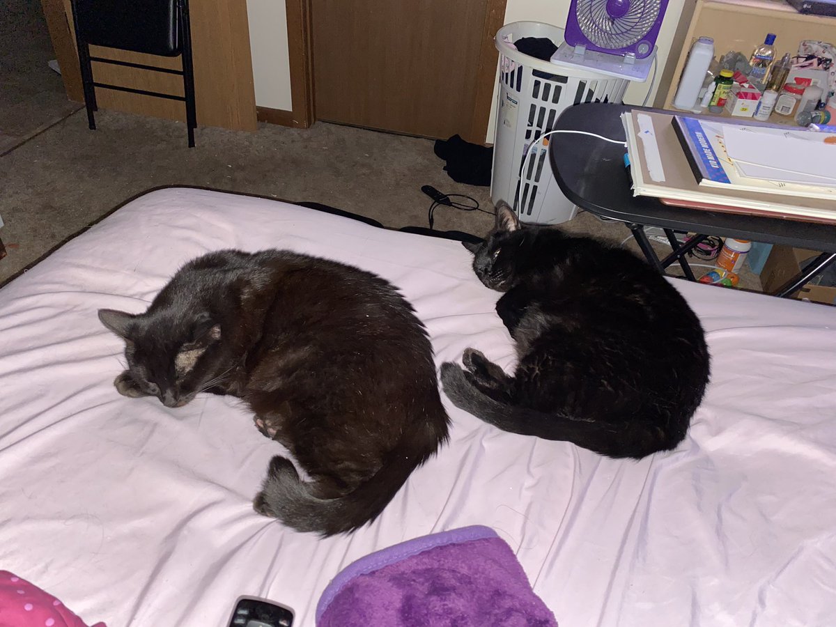 Here’s them together. They often get jealous if the other is getting attention and they aren’t. On my days off Gizmo tends to sleep on my head and Alice curls up on my chest if I take a nap. They are both very playful and love a good head scratch. They are my world. 