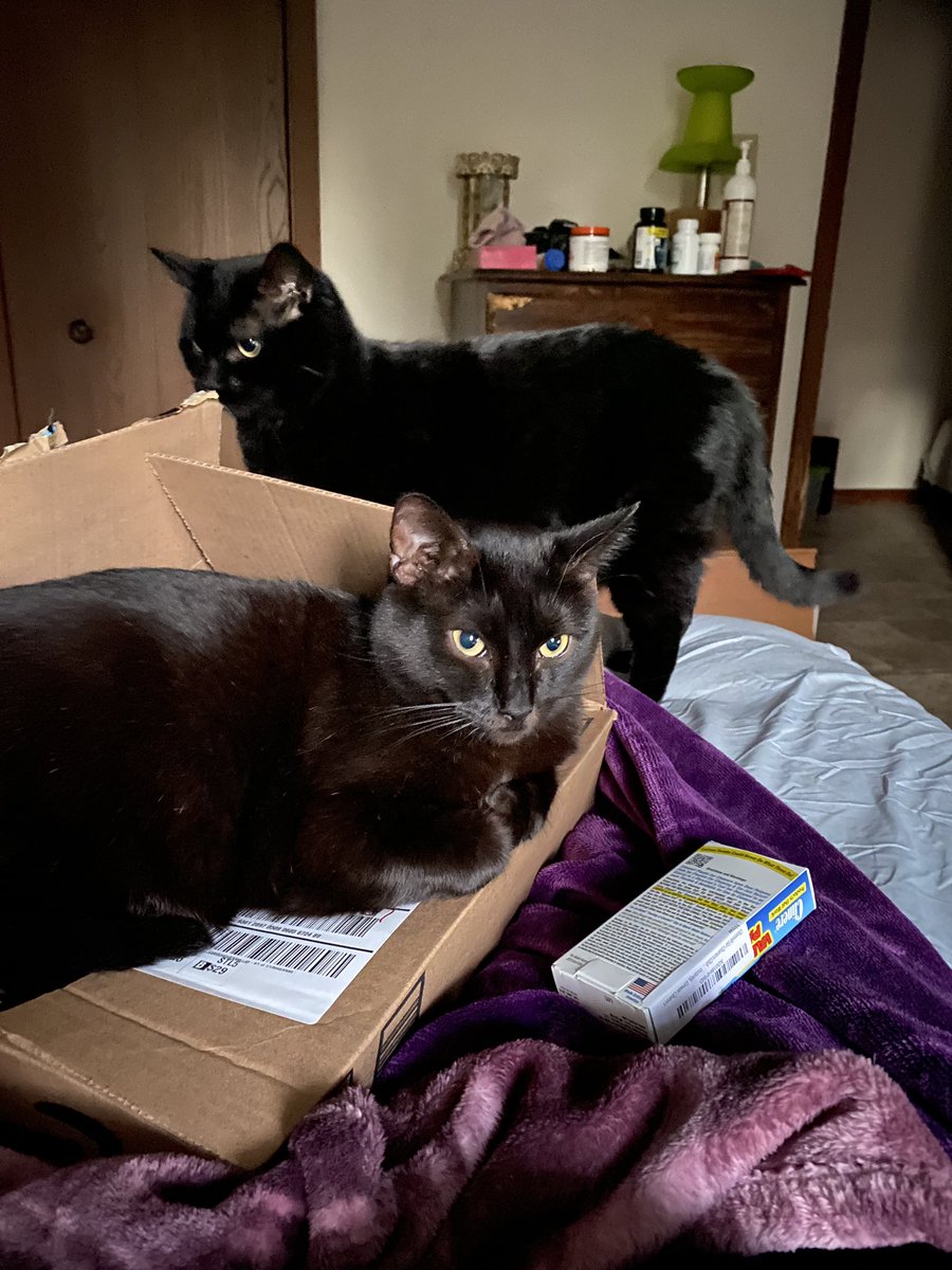 Here’s them together. They often get jealous if the other is getting attention and they aren’t. On my days off Gizmo tends to sleep on my head and Alice curls up on my chest if I take a nap. They are both very playful and love a good head scratch. They are my world. 