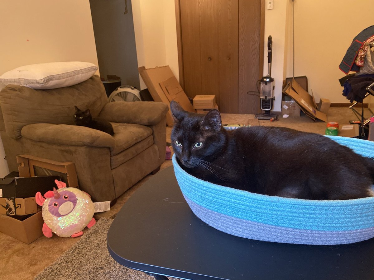 I often get asked “how do you tell them apart?” So: - different voices - different personalities - different facial structure - different purrs- different levels of mischief - if a stranger is here who’s out and sniffing and who’s hiding