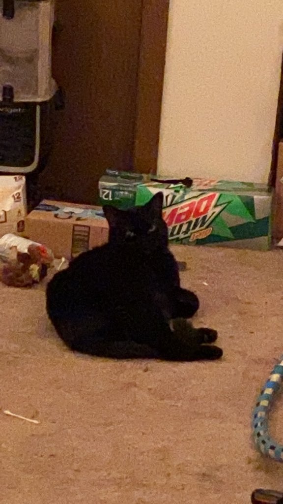 I often get asked “how do you tell them apart?” So: - different voices - different personalities - different facial structure - different purrs- different levels of mischief - if a stranger is here who’s out and sniffing and who’s hiding