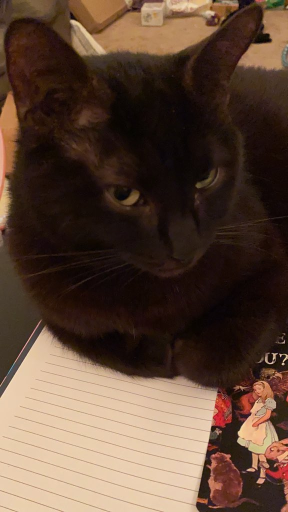 I often get asked “how do you tell them apart?” So: - different voices - different personalities - different facial structure - different purrs- different levels of mischief - if a stranger is here who’s out and sniffing and who’s hiding