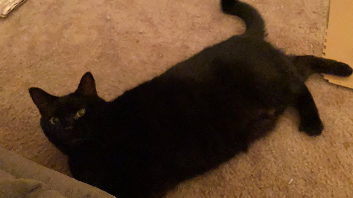 I often get asked “how do you tell them apart?” So: - different voices - different personalities - different facial structure - different purrs- different levels of mischief - if a stranger is here who’s out and sniffing and who’s hiding