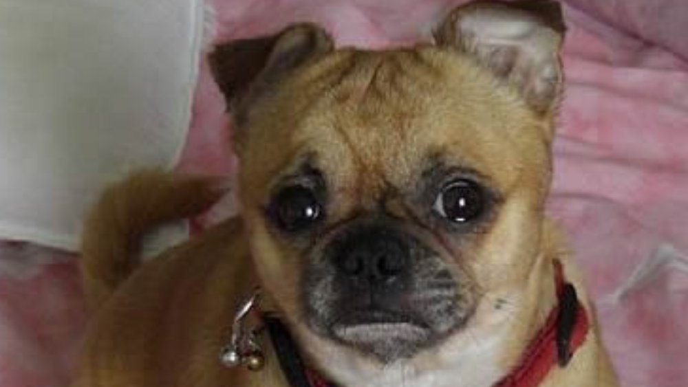 DogableNet's tweet image. Learn about the Chihuahua Pug mix also known as Chug, Pughuahua and Pugwawa #chug #pughuahua #pugwawa #pug #chihuahua
dogable.net/chihuahua-pug-…