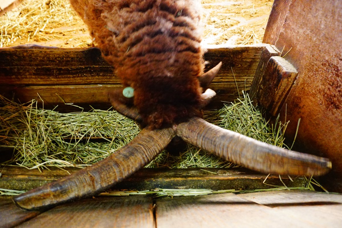 角笛 Twitter Search Twitter