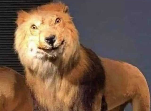 elvisajecol's tweet photo. - "Definitivamente no fue hoy domingo, ya me bañé mañana"
- *El gringo que acaba de terminar el curso de español* https://t.co/BZvIGwC4U5