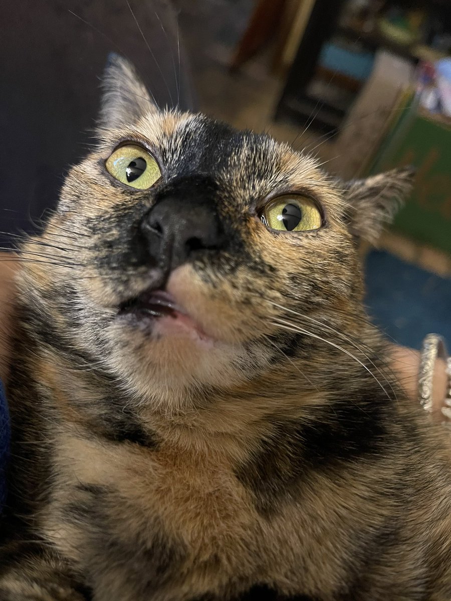 jungle_os's tweet photo. Oliver is high on the silver vine... & purring like a chainsaw. #tinyblep #caturday #cats #CatsOfTwitter #silverVine #CatsOnDrugs https://t.co/p5LLo7eYKc