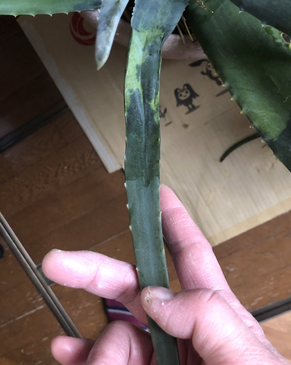 降8192臨 根腐れしてなければ大丈夫だけど 観賞用なら復活してもそこだけ色や形悪くなるから切っても大丈夫っすよ アロエはとっても強い子だからw