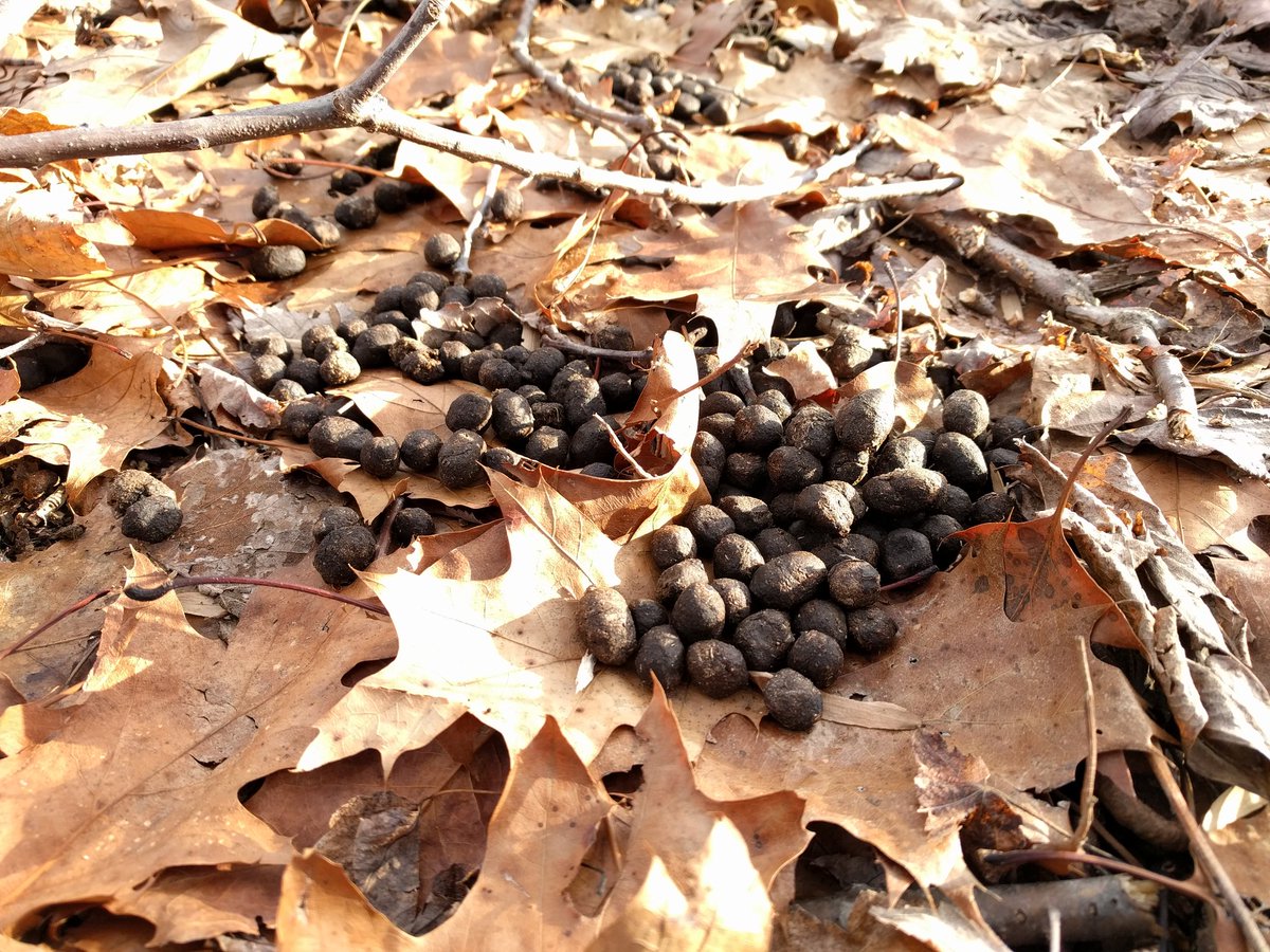 saradramirez's tweet photo. Ok #ScienceTwitter, #whospoop am I looking at? Found near the shore of a lake in northern NJ where both beaver and muskrat were spotted. I am guessing muskrat? #scatID #poop #poopID #whopooped https://t.co/ZjKnHhgA5x
