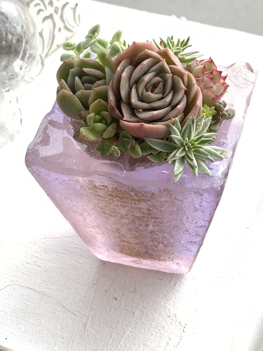 つのだ 今度は何しよう こないだ作ったガラスの植木鉢に 多肉植物寄せ植え作ってみた ガラス鉢日差しでは紫色なんだけど 蛍光灯のの下では水色になるの 面白い
