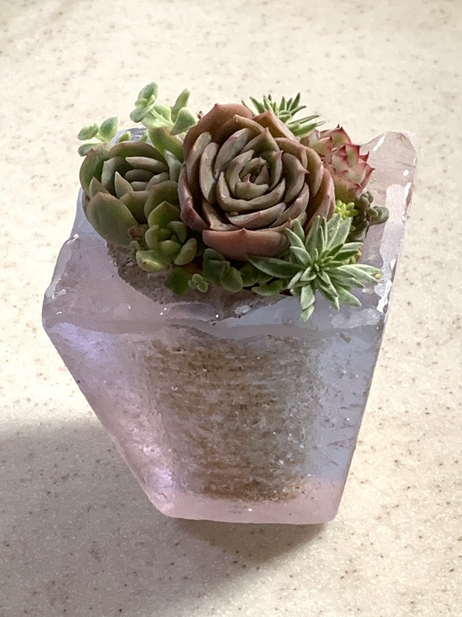 つのだ 今度は何しよう こないだ作ったガラスの植木鉢に 多肉植物寄せ植え作ってみた ガラス鉢日差しでは紫色なんだけど 蛍光灯のの下では水色になるの 面白い