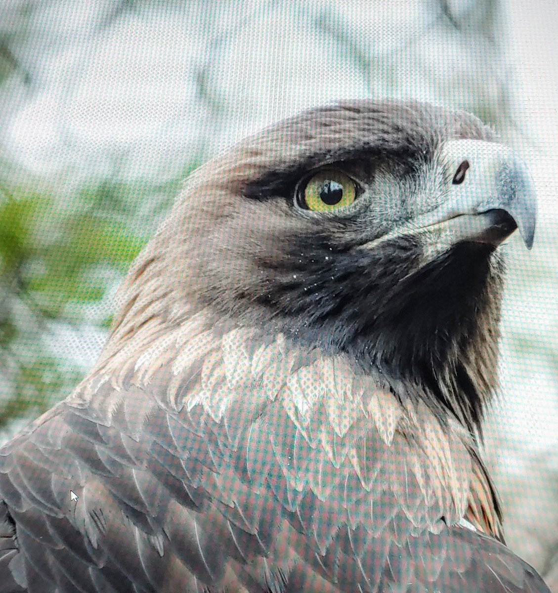 Golden Eagle, took it with my camera but couldn't upload from computer. So, I took it with my phone (off computer screen) but does no justice.