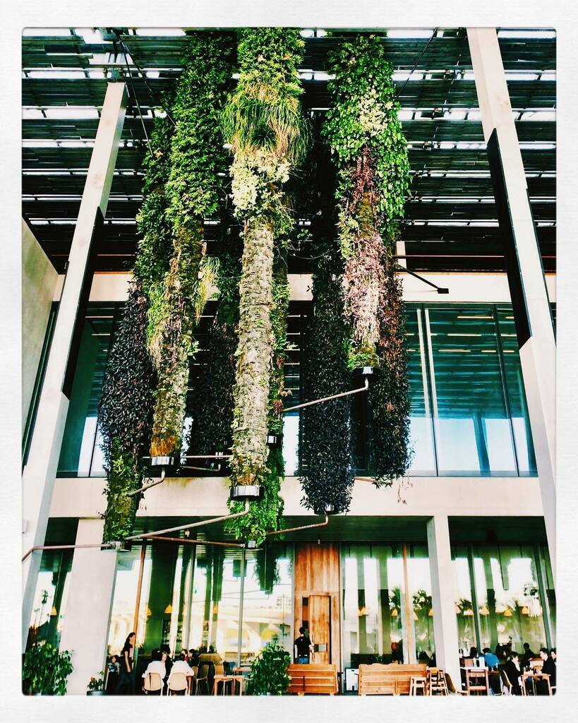 DucCNguyen's tweet photo. Vertical gardens, 2013 by Patrick Blanc with Herzog & de Meuron
@VISITFLORIDA #LoveFL @MiamiandBeaches #FoundinMiami @pamm #PatrickBlanc @HerzogdeMeuron
Unnatural as they may seem, PAMM's vertical gardens are actually greener than typical gardens becau… https://t.co/K9mzCIoiB8 https://t.co/f440L0iMXl