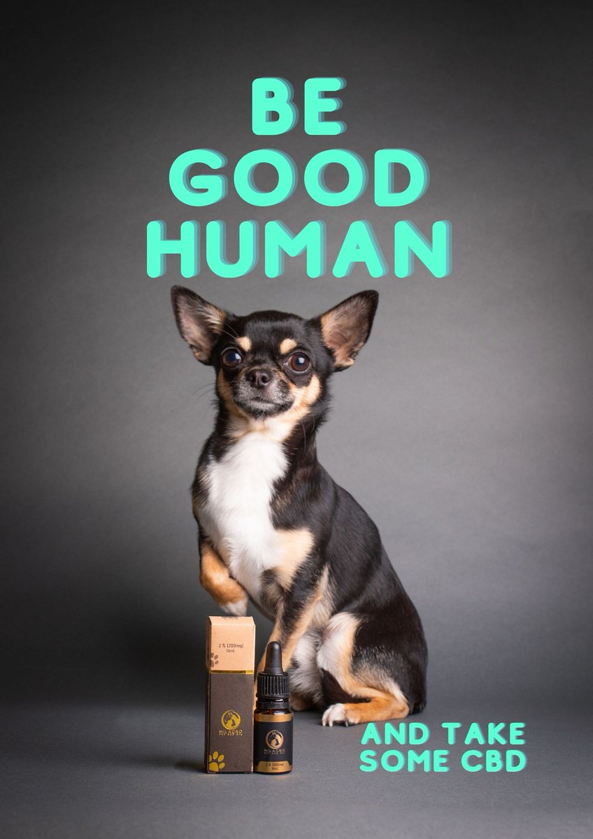 Even #Chihuahua Toby takes some to keep him calm and collected! Look at his Silky fur and fantastic pose! You want to be like him? Follow his example ;)

#Norwich #Norfolk #CBD #anxiety #pets #PetsAreTheBest