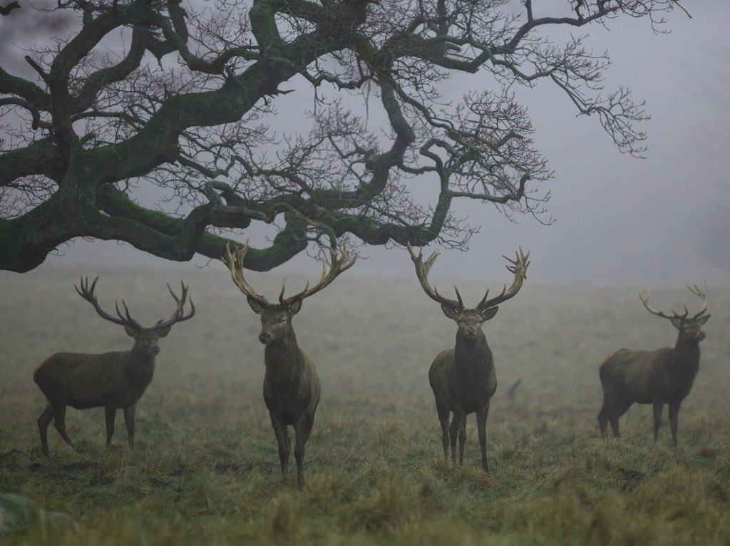 Featured Creature (@ftcreature) / Posts / X