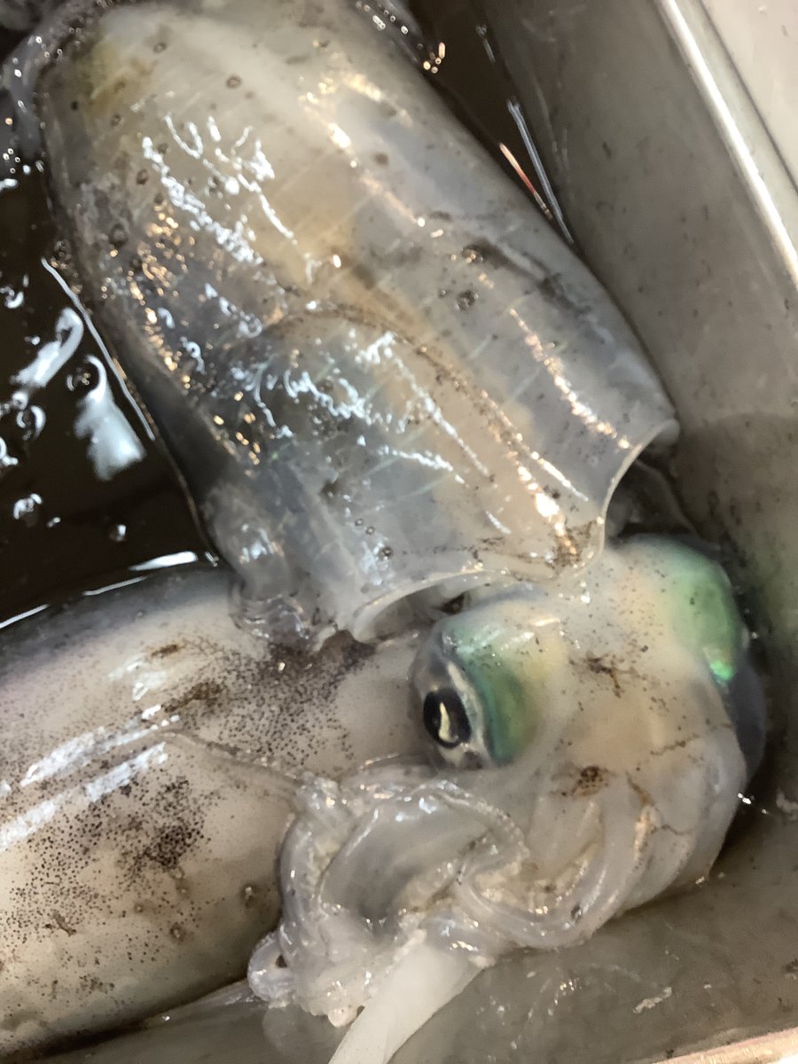 アオリイカ刺身