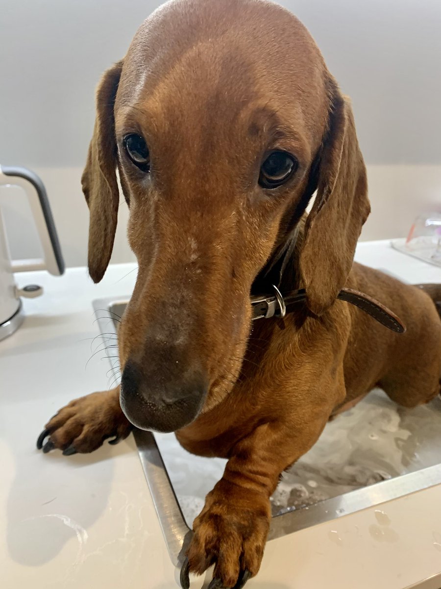 partickbrody's tweet photo. Had a sink bath today after my walk. No a happy chappy #sinkbath #muckypup #dachshundsoftwitter #stinkeye https://t.co/mZCJbHn88L