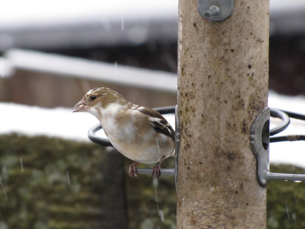Who's been visiting Paige during this wintery lockdown?
Comment with your answers below
@WestCravenHigh <a href="/PendleEducation/">Pendle Education Trust</a> #lockdownlearning #Birds #beautiful #nature