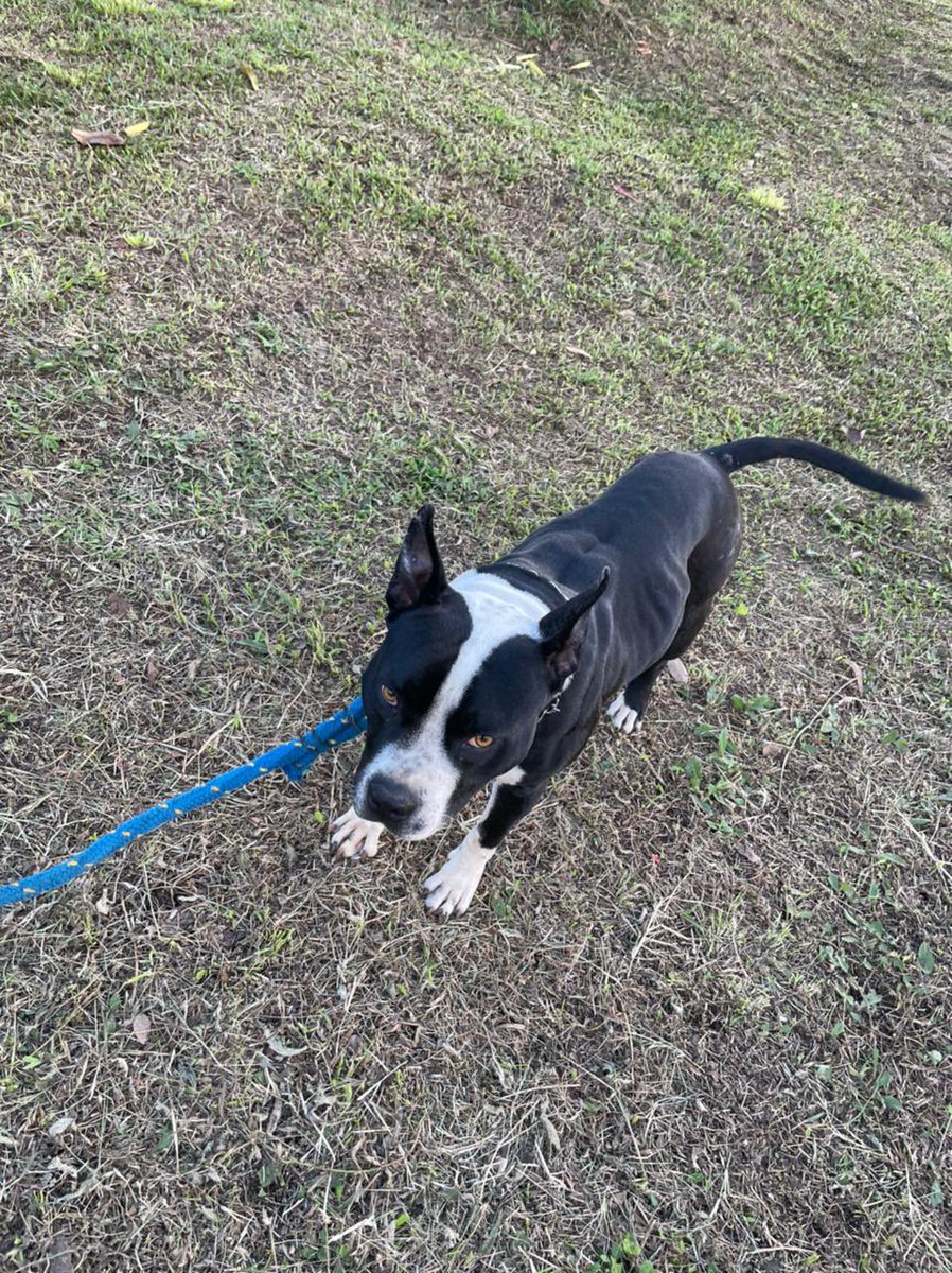 Holaaa!! este guapo se llama Max y lo estamos dando adopción ya que en el lugar que está no se le da el amor ni la atención que merece, el es súper manso y amoroso, tiene alrededor de 3-4 años, cualquier cosa me escriben ❤️🐶 Rt Porfaaaa!!!!