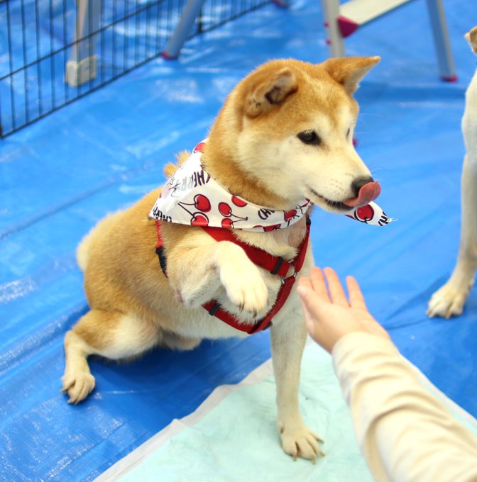 犬 栃木 保護