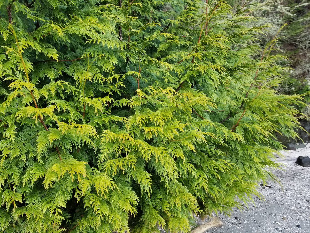 ryanlouie's tweet photo. #SequimBayStatePark @WAStatePks @WaStatePks_WNTR @cityofsequim @waDNR @WDFW @EcologyWA @AllTrails @WTA_hikers @VisitOlympics @ExperienceWA https://t.co/Wkjvh0QXhq