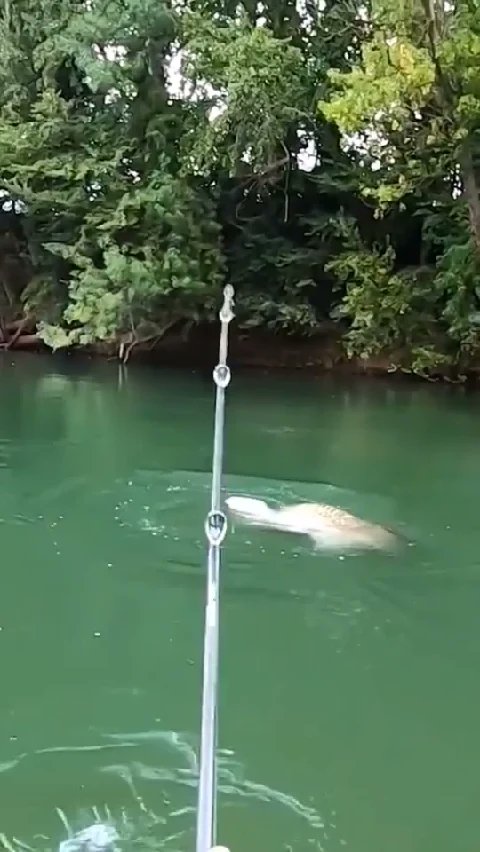 JasmineTeston's tweet photo. Shocking! 😱😱You've gotta watch till the very end! 👇🏻👇🏻#Likee #HelloLikee #LIKEEapp https://t.co/zYbTU6aQQ1 https://t.co/vcmx54OpPS