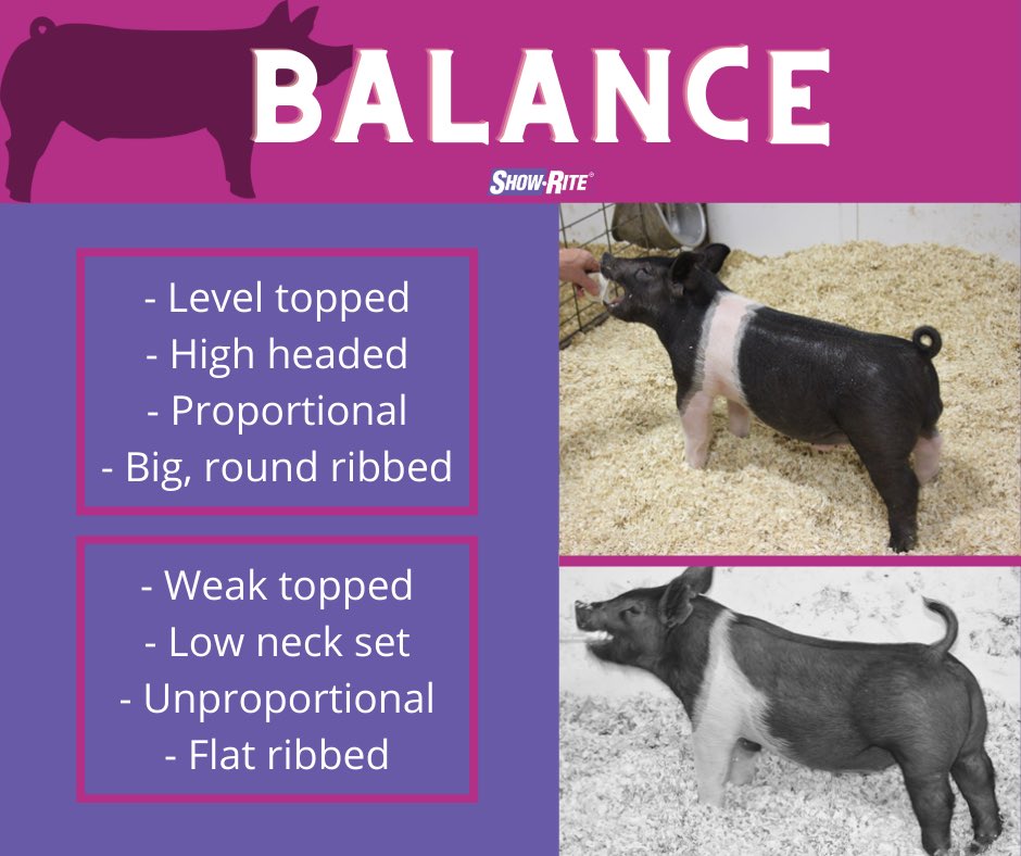 You guys have been loving this swine selection series. We aren’t done yet! Here’s more criteria broken down for you here.

#showpigs #showrite #stockshowkids