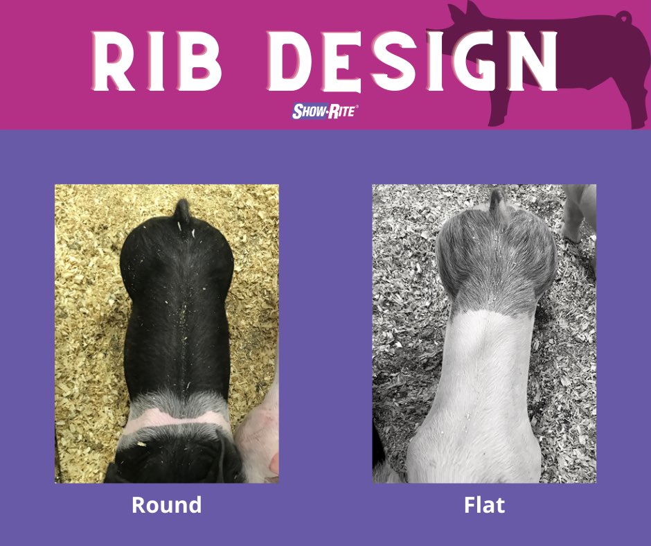You guys have been loving this swine selection series. We aren’t done yet! Here’s more criteria broken down for you here.

#showpigs #showrite #stockshowkids