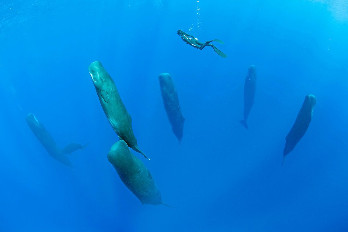 This is a whale wild fact thread bc I’m researching my Original Writing Project & they keep getting infinitely cooler. 1. Sperm whales, at 230 dB, are the loudest animals on earth (jet engine is 180 dB); they communicate from hundreds of miles away. Also they sleep like this.