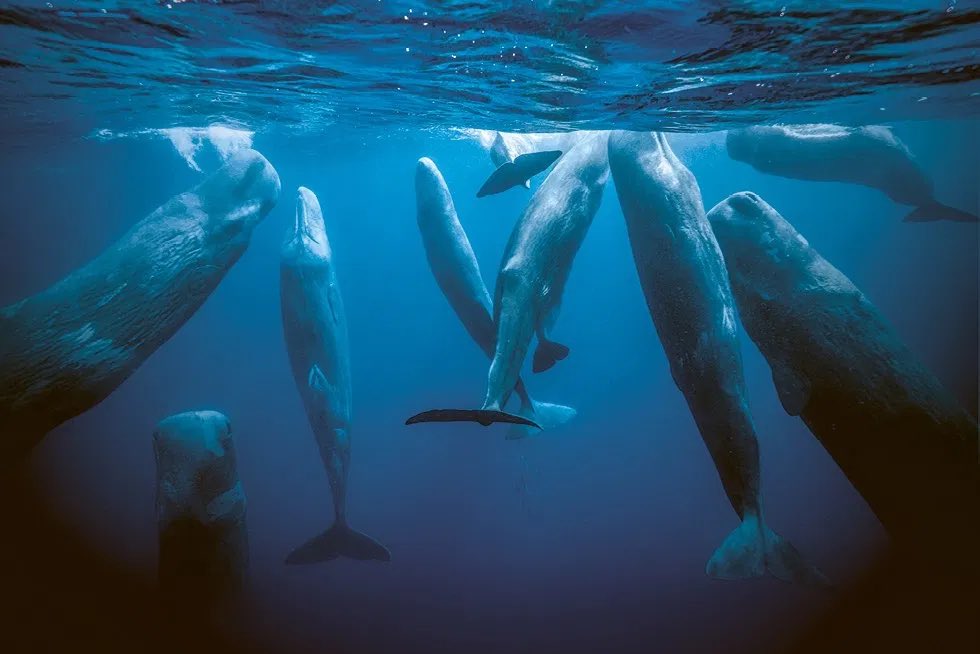 This is a whale wild fact thread bc I’m researching my Original Writing Project & they keep getting infinitely cooler. 1. Sperm whales, at 230 dB, are the loudest animals on earth (jet engine is 180 dB); they communicate from hundreds of miles away. Also they sleep like this.