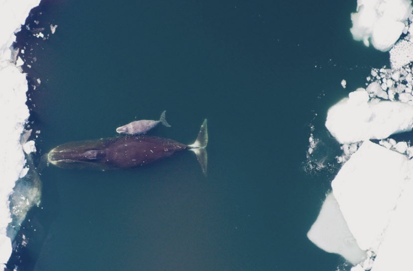 2. Bowhead whales have complex songs & like to improvise, like jazz! Their songs rival those of songbirds, & they tend to sing all winter long under the Arctic ice. Their melodies change completely from year to year (scientists recorded 184 unique melodies in 1 area over 3 yrs).