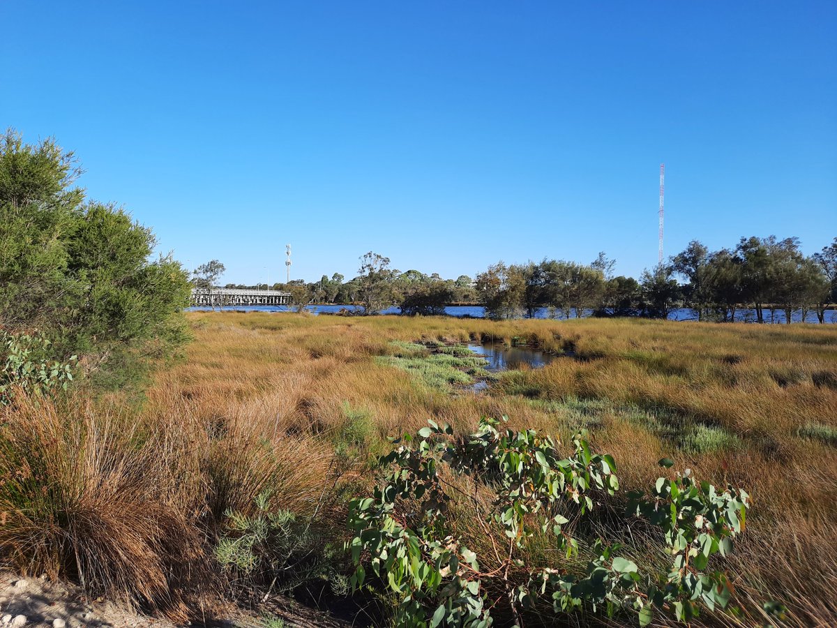 SharynHickey's tweet photo. Discovered this strip of #wetlands while exploring #perth
#urbanwetlands are important for maintaining ecosystem function and providing habitat for animals in populated cities. 
Can't wait to explore these ones more #saltmarsh #waterbirds #discoverWA https://t.co/zAbkFP6XSf