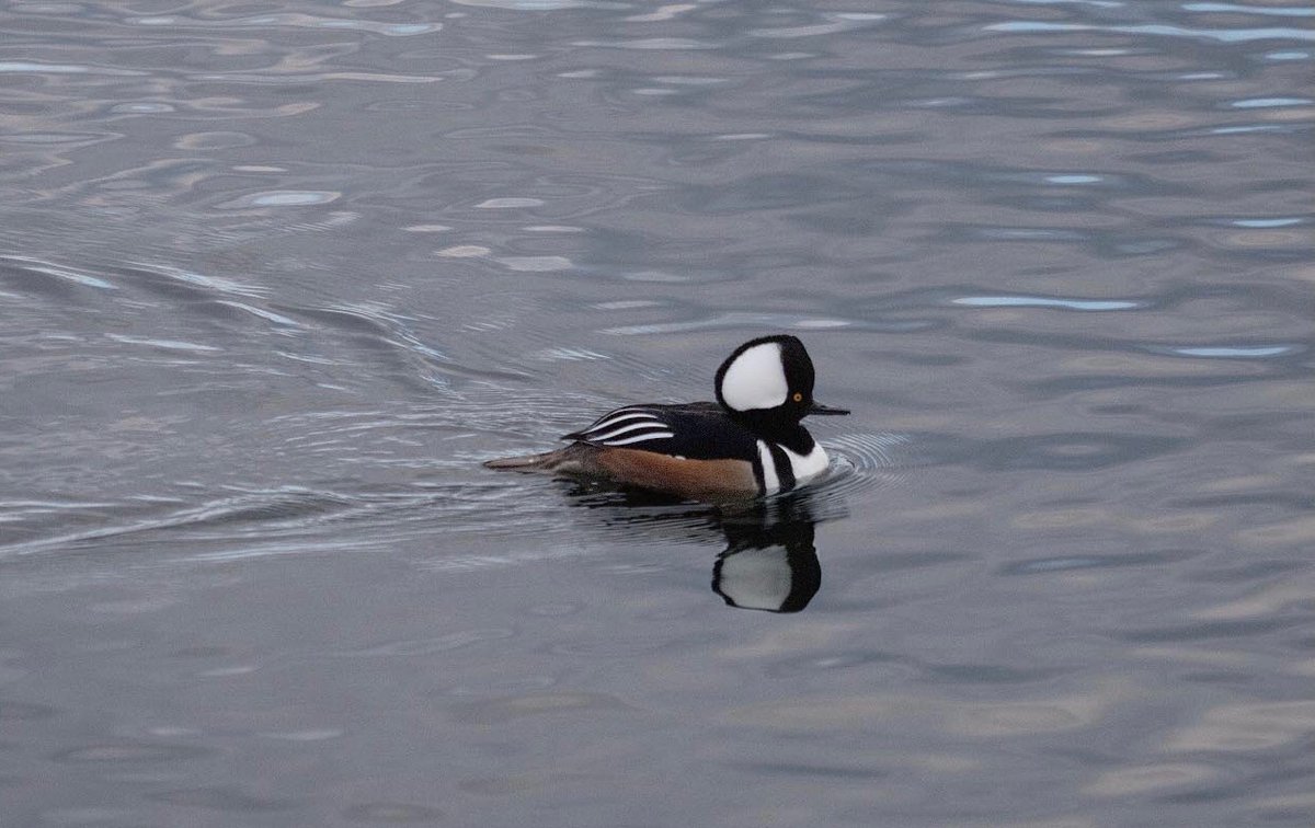 Rgrossma_'s tweet photo. Two Hooded Mergansers in the Central Park reservoir #birdcp https://t.co/xGsaWltrda