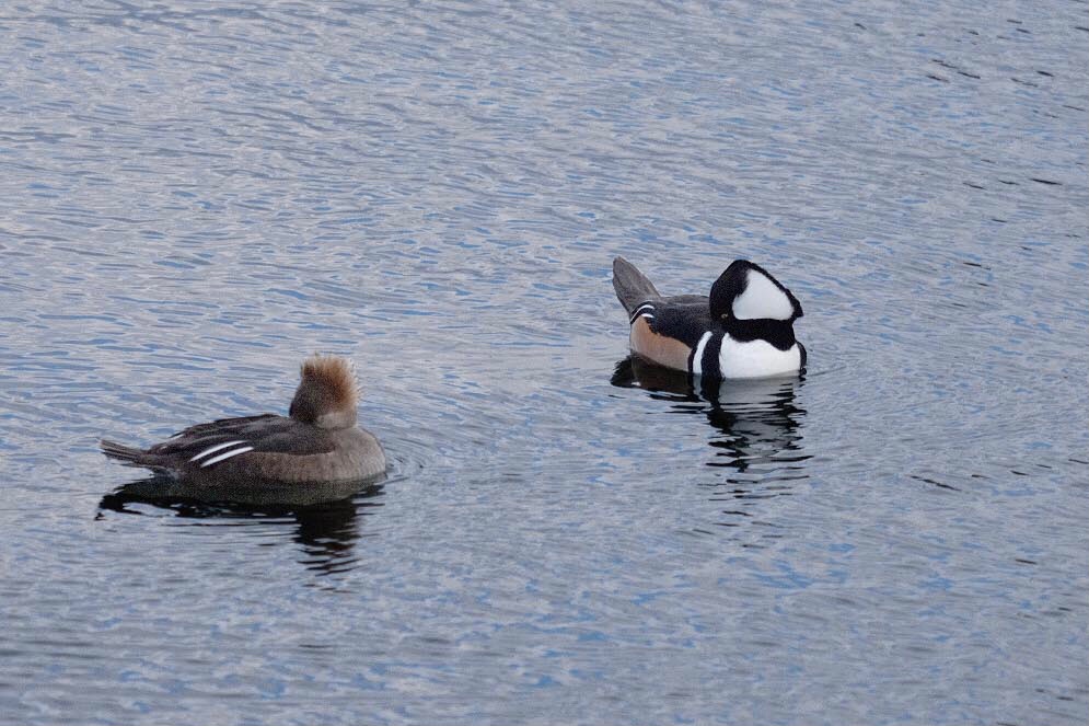Rgrossma_'s tweet photo. Two Hooded Mergansers in the Central Park reservoir #birdcp https://t.co/xGsaWltrda