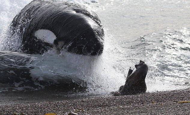 3. “Killer whales,” aka orcas (technically dolphins but also toothed whales, all cetaceans) in the Salish Sea have learned how to beach themselves in order to hunt more effectively — they drive seals onto the beach, then let the waves carry them right up to their tasty snack