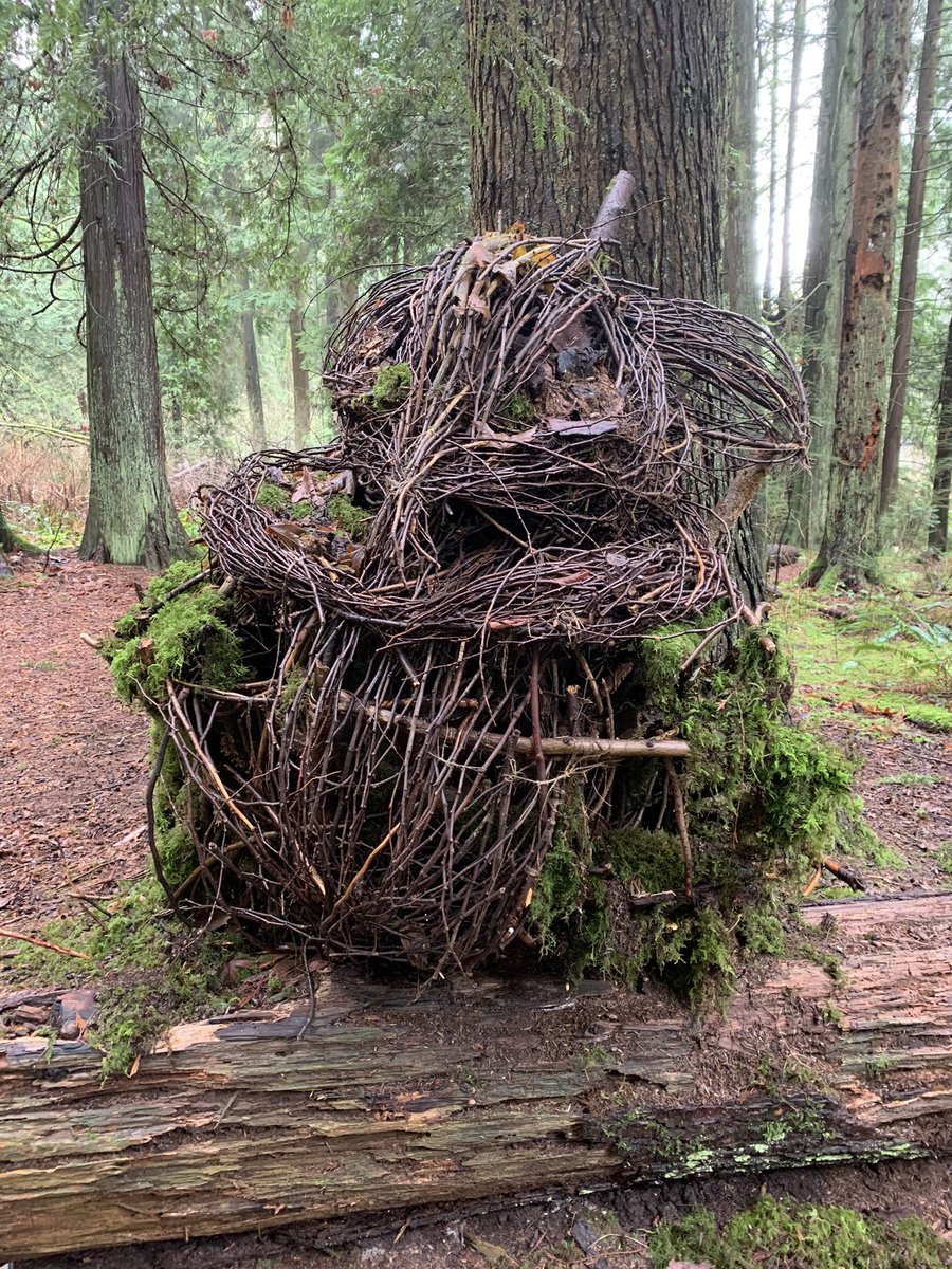 This is the Forest Guardian.