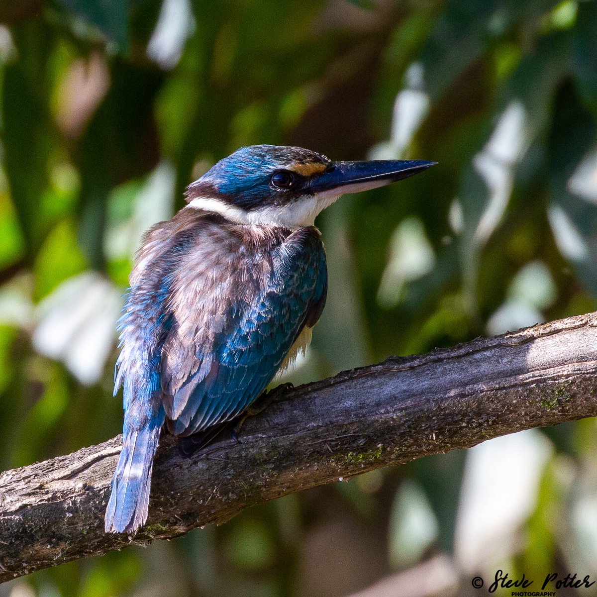 AfSafCo's tweet photo. Since our African safaris have ground to a halt due to COVID-19 &amp; lockdown in #Australia, we have been enjoying local safaris. Here are some of the stunning Kingfishers we’ve found so far.
#kingfisher #NaturePhotography #Travel #Safari #Nature #photography #birding #birds https://t.co/TAfrcAiqlb
