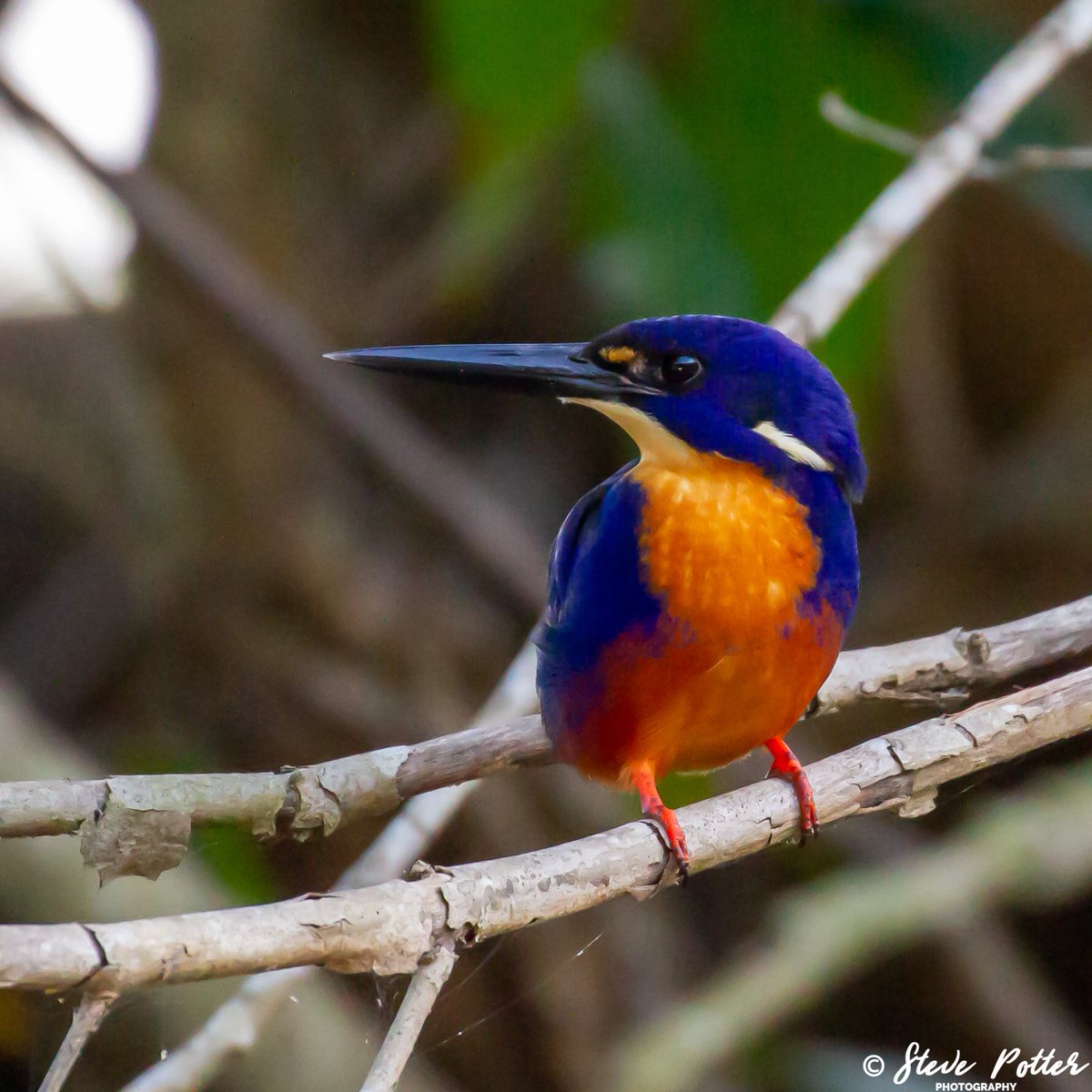 AfSafCo's tweet photo. Since our African safaris have ground to a halt due to COVID-19 &amp; lockdown in #Australia, we have been enjoying local safaris. Here are some of the stunning Kingfishers we’ve found so far.
#kingfisher #NaturePhotography #Travel #Safari #Nature #photography #birding #birds https://t.co/TAfrcAiqlb
