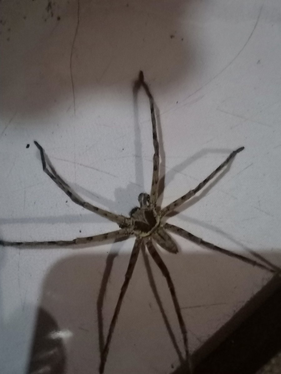 AuroraFetish007's tweet photo. Parasteatoda tepidariorum, the common house spider, referred to internationally as the American house spider, is a spider species of the genus Parasteatoda that is mainly indigenous to the New World.
#commonhousespider
#spider
#animals
#animalpicture
#nature
#NaturePhotography https://t.co/iTWZJmzYHb