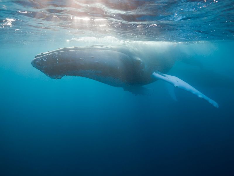 4. Commercial whaling almost drove humpback whales to extinction. It’s estimated 200k+ humpbacks alone were killed in the 20th century. BUT though there were only 440 western South Atlantic humpbacks left in the 1950s, they now number 25,000 - 93% of their original population :’)