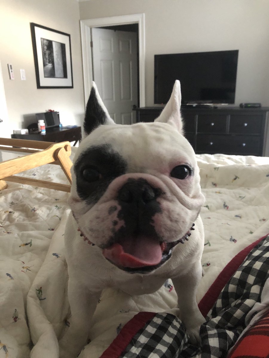 SouthlakeCEO's tweet photo. This little guy was such great company while I was ill - dogs are the best! https://t.co/BnPYJwO9XP
