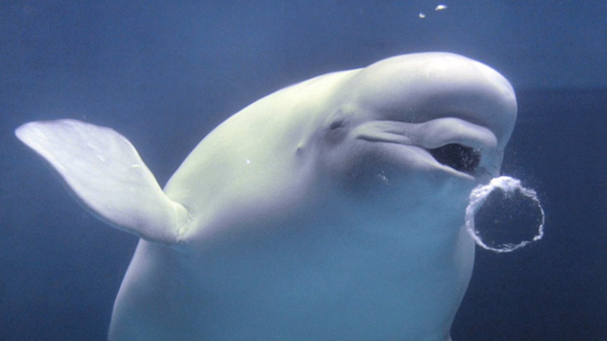 5. In 2016, researchers discovered beluga whales (also called the canaries of the sea bc they’re talkative, which is delightful) make 4 distinct types of bubbles to communicate, which correspond to distinct states of mind (playful bubbles, angry bubbles, concerned bubbles, etc)