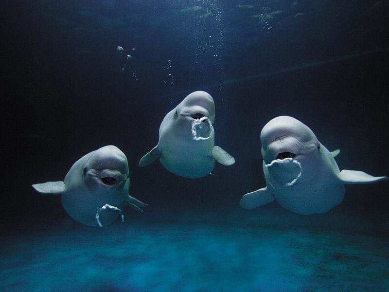 5. In 2016, researchers discovered beluga whales (also called the canaries of the sea bc they’re talkative, which is delightful) make 4 distinct types of bubbles to communicate, which correspond to distinct states of mind (playful bubbles, angry bubbles, concerned bubbles, etc)