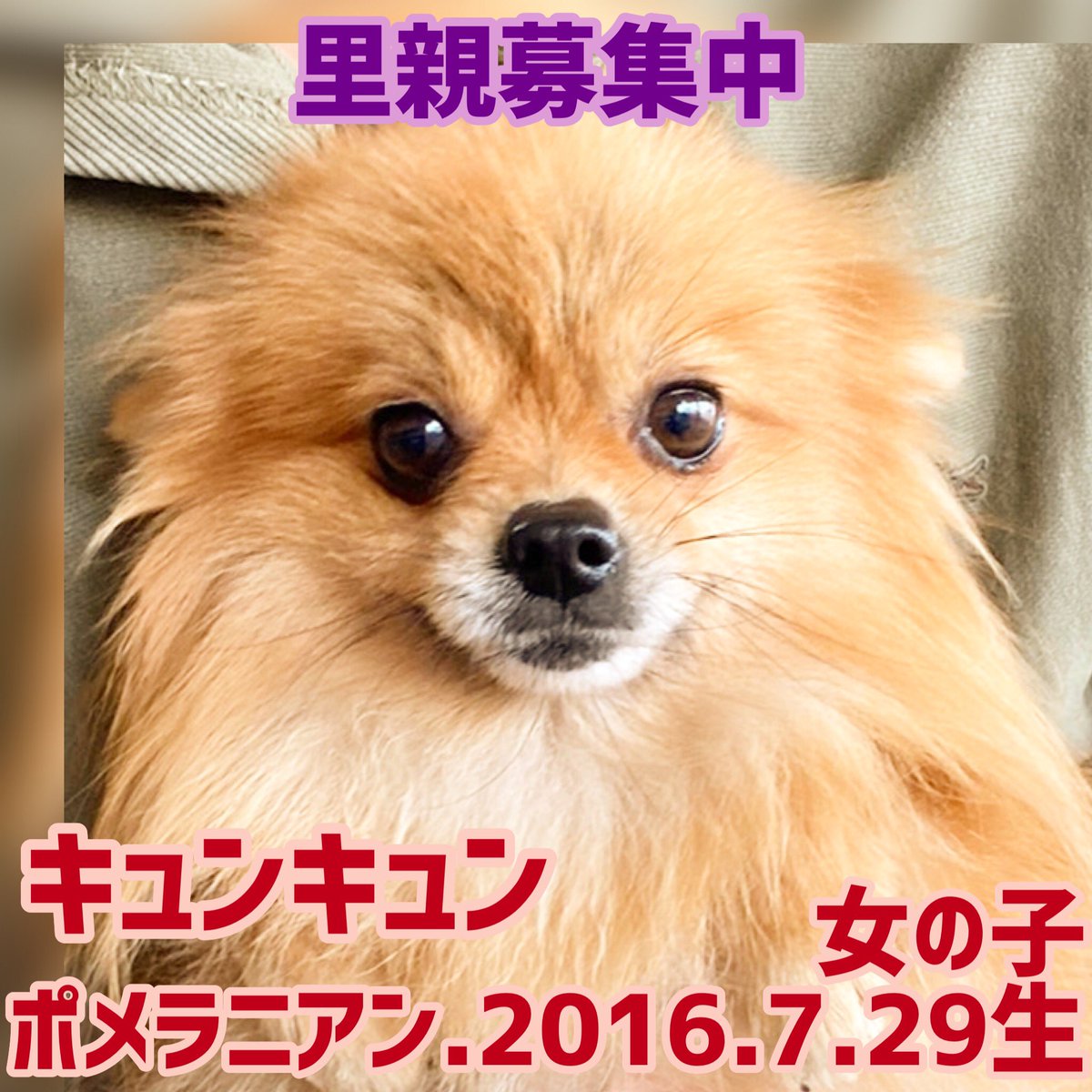 保護犬カフェ 鶴橋店 里親様募集中の子達 昨日保護された子達です 家族に出会えますように 他の店舗へ移動している可能性があります 問い合わせはお電話で 保護犬カフェ鶴橋店 06 4309 8715 保護犬を家族に 譲渡会 里親募集型 カフェ ラブ 保護犬カフェ 鶴橋店 里親様募集中の子達 昨日保護された子達です 家族に出会えますように 他の店舗へ移動している可能性があります 問い合わせはお電話で 保護犬カフェ鶴橋店 06 4309 8715 保護犬を家族に 譲渡会 里親募集型 カフェ ラブ