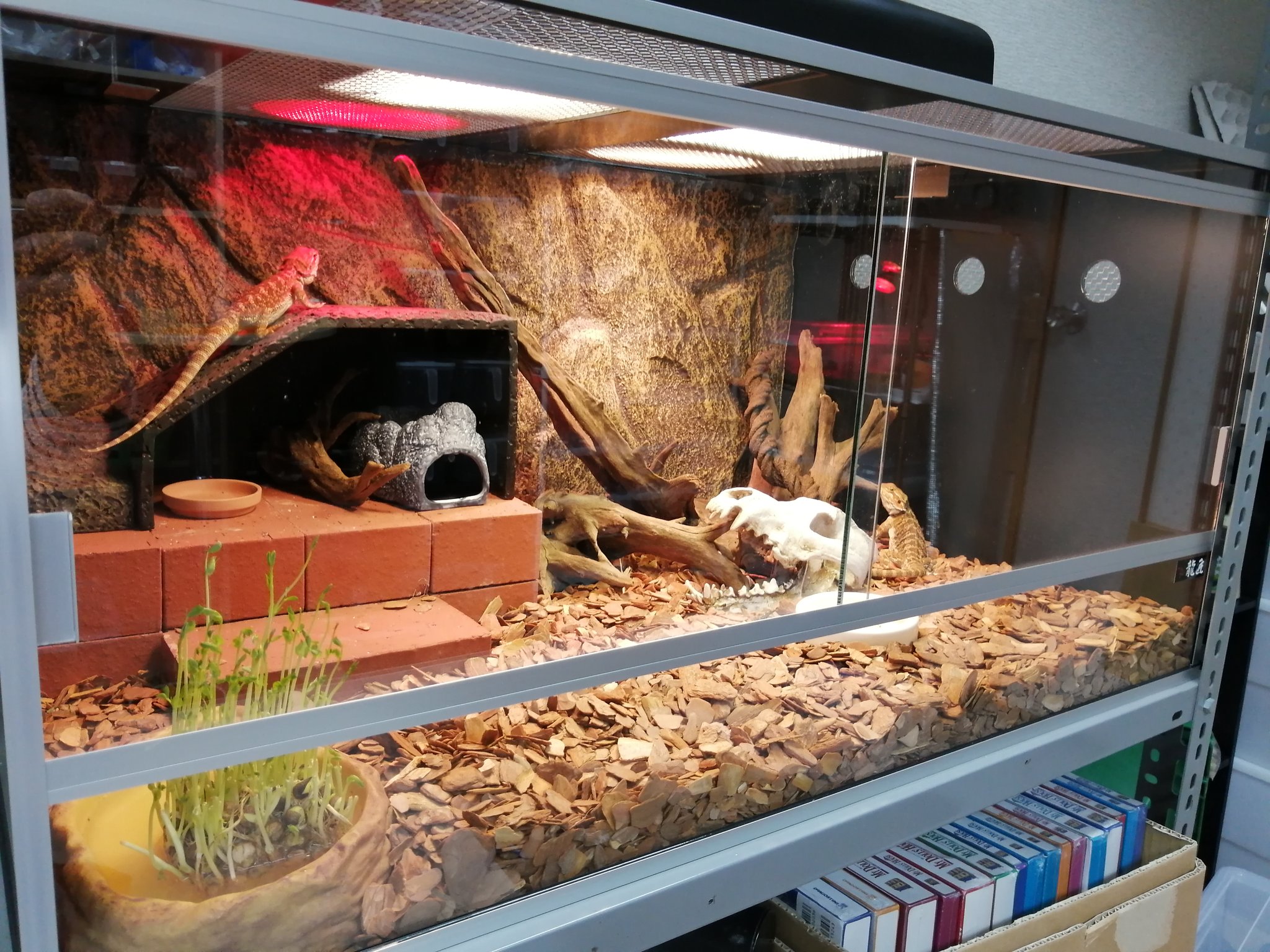 爬虫類ケージ レイアウト