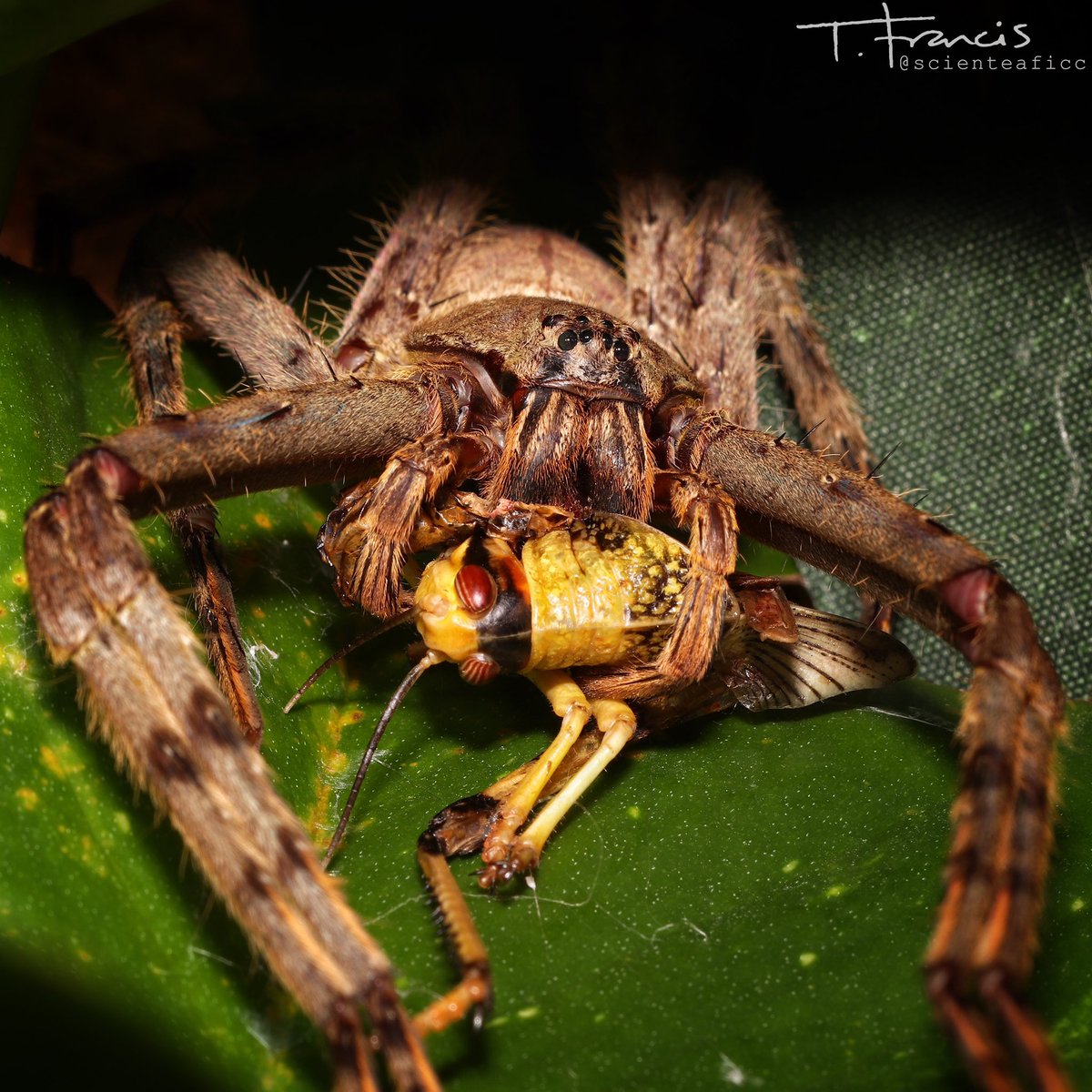 So, let’s talk about egg sacs. This is a mature female Heteropoda boiei. A large species of huntsman from Malaysia. For scale, that’s a subadult locust which was almost 2” long. She has a leg span of somewhere around the 5-5.5” mark & she’s not the biggest I’ve seen.