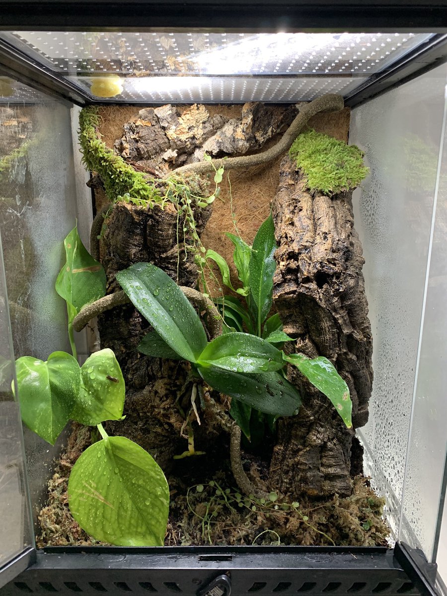 They inhabit warm, humid forest environments, so in captivity they should be provided with a spacious arboreal enclosure, ideally with live plants. Plenty of vertically inclined bark slabs and branches should be provided. Here’s one newly set up which has since grown in well.
