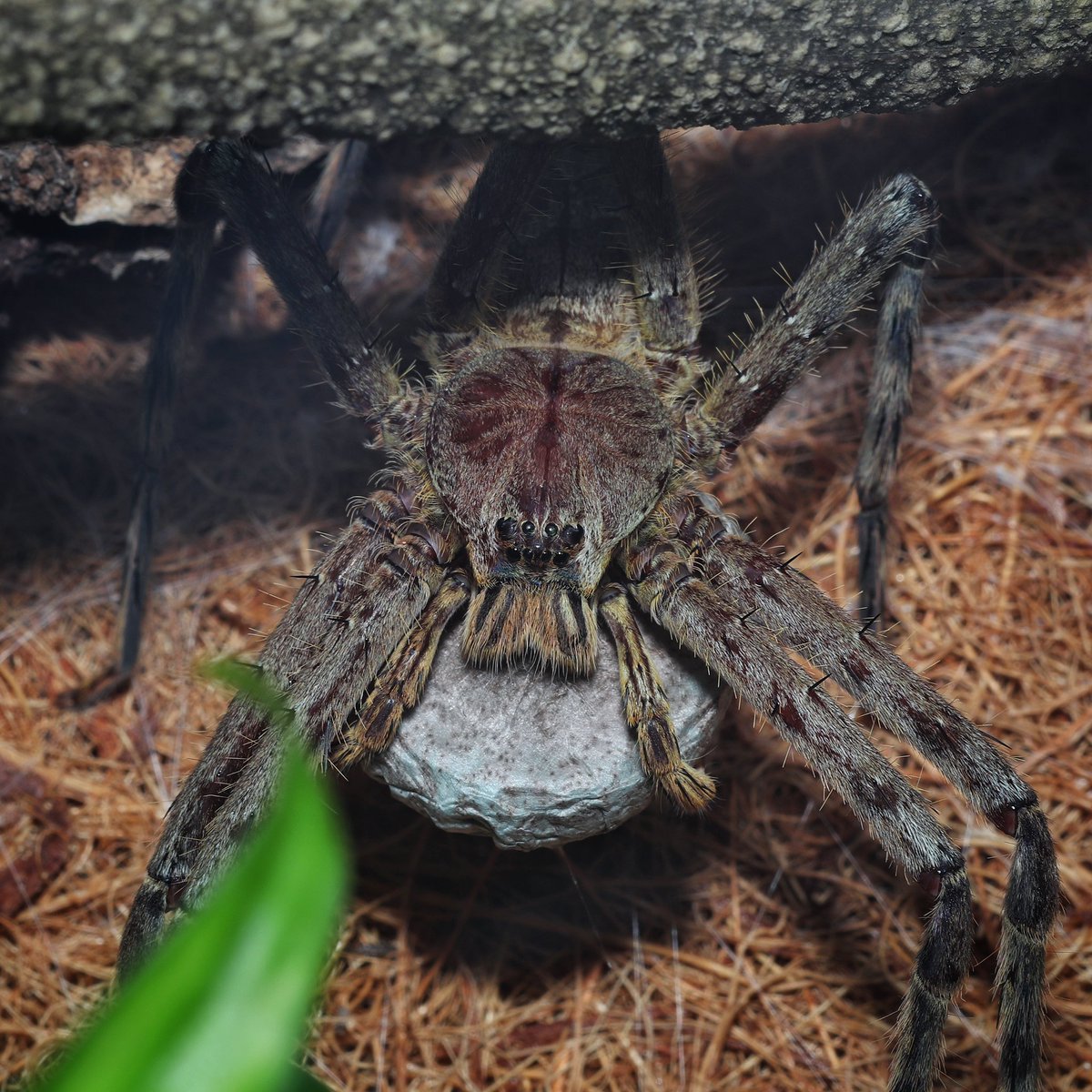 My current specimens are the offspring from my last (now deceased) female, and a wild caught female I got from a friend who was downsizing. This female is the one I’ve posted about recently who made a sac a few weeks back.