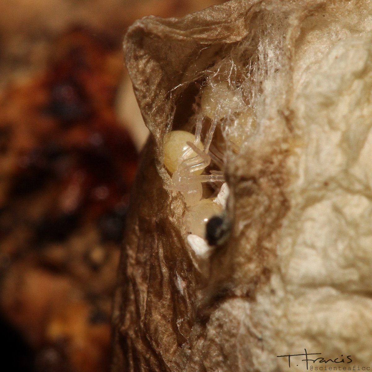 When the eggs hatch, the spiderlings are very underdeveloped, being not much more than an egg with rudimentary legs. This first instar stage (below) will undergo its first moult within a few days of hatching, all whilst still inside the sac.