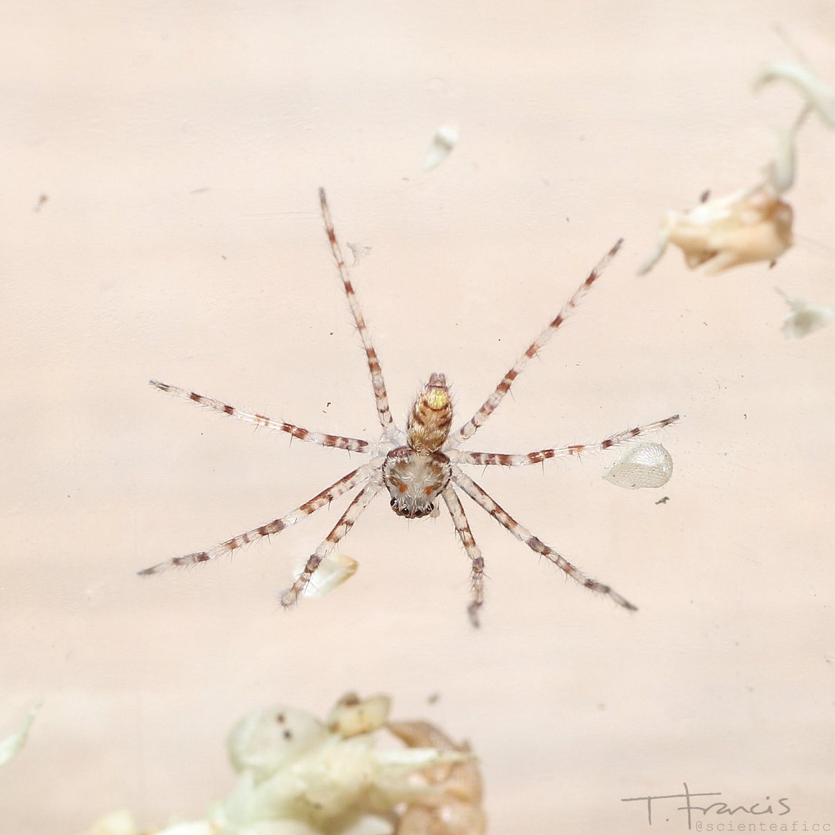 It is only when these spiderlings have had a chance to harden off post-moult that they emerge from the sac. At this stage, the sac has begun to look very swollen. The female will suspend it from silken threads & quite often will open the sac slightly herself to help them out.