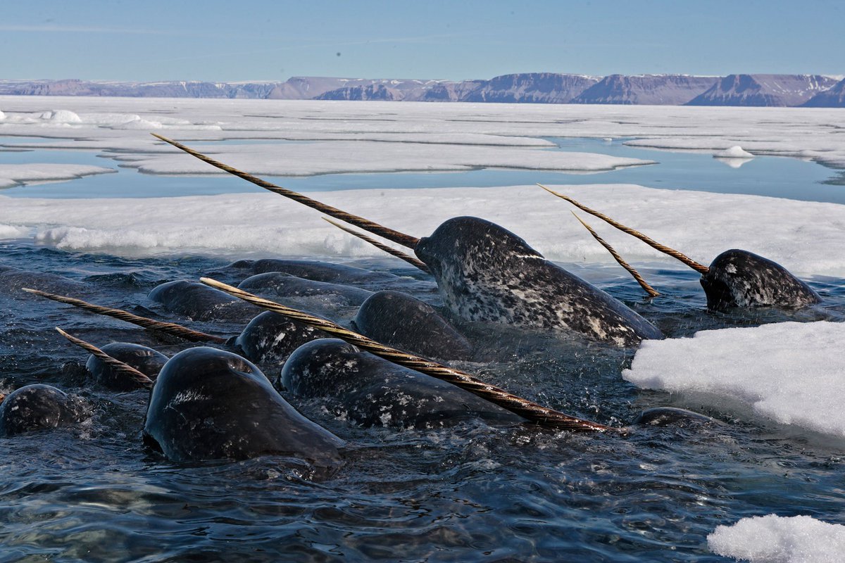 6. Narwhal tusks are giant teeth that have 10 million nerve endings & at the tip can bend in about a foot in either direction (it's sorta floppy. please know this.). Males have the big 9 ft tusks, but females can also grow tusks, they just usually drop them or retain lil ones :)